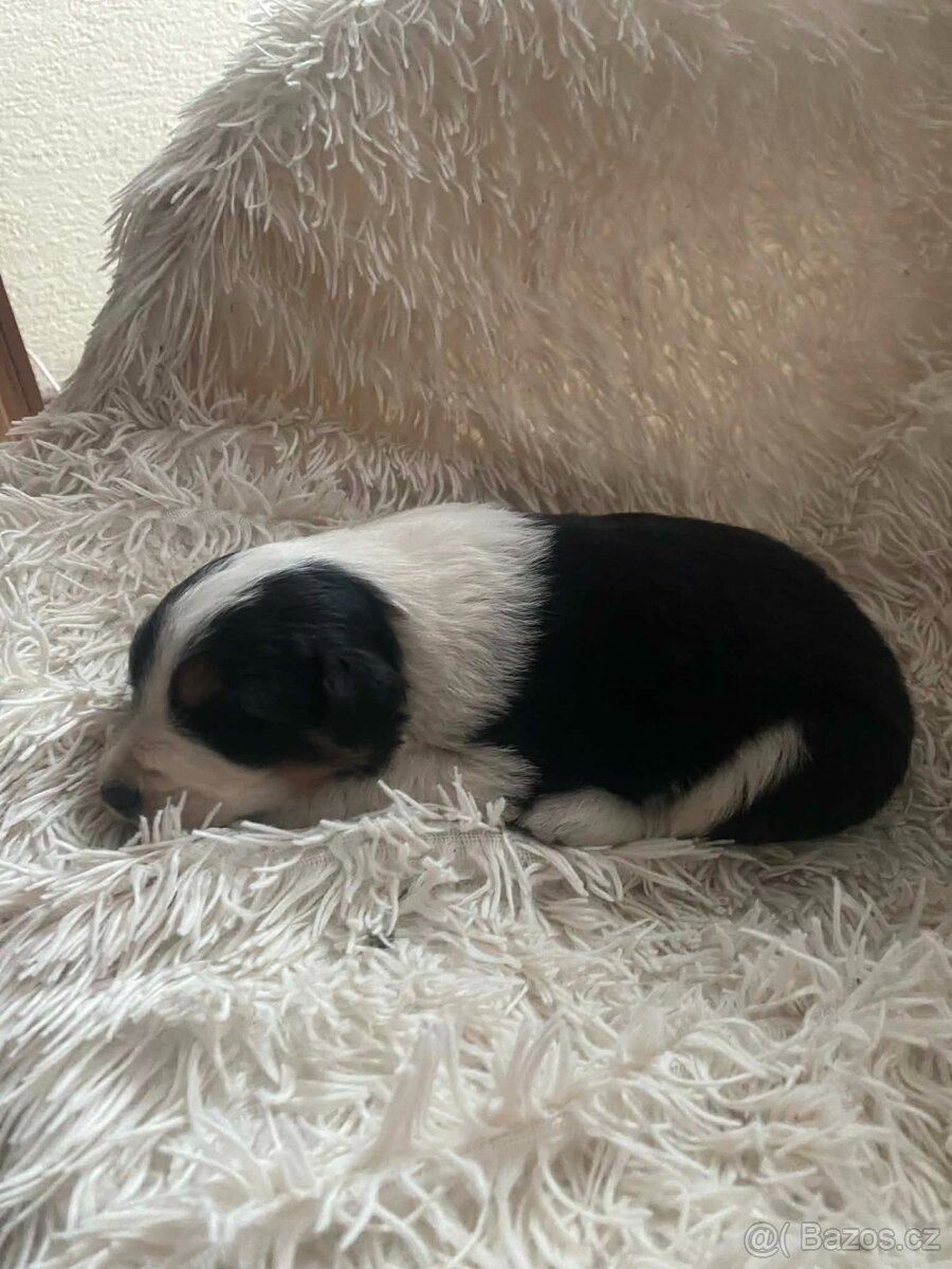 Štěňátka Border kolie bez PP - 5