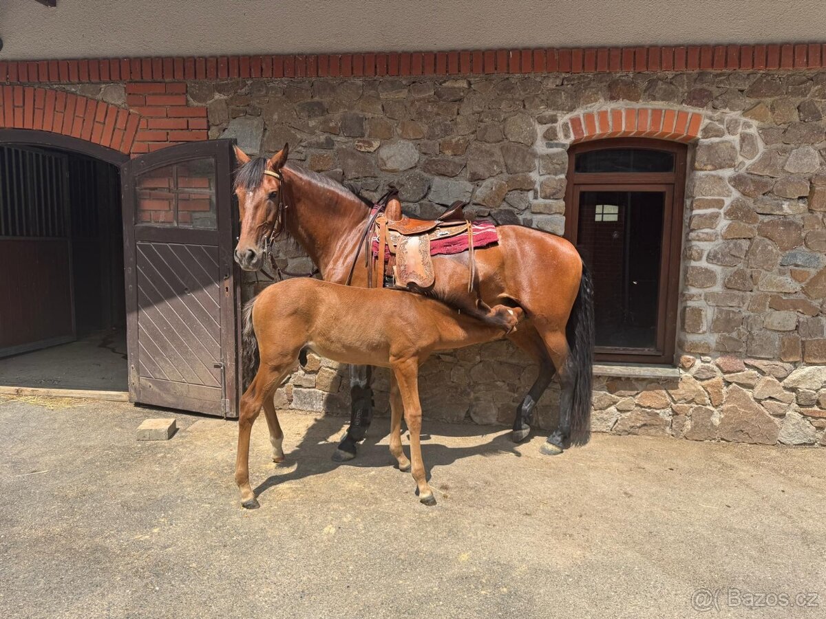 Pronájem & Ustájení - 5
