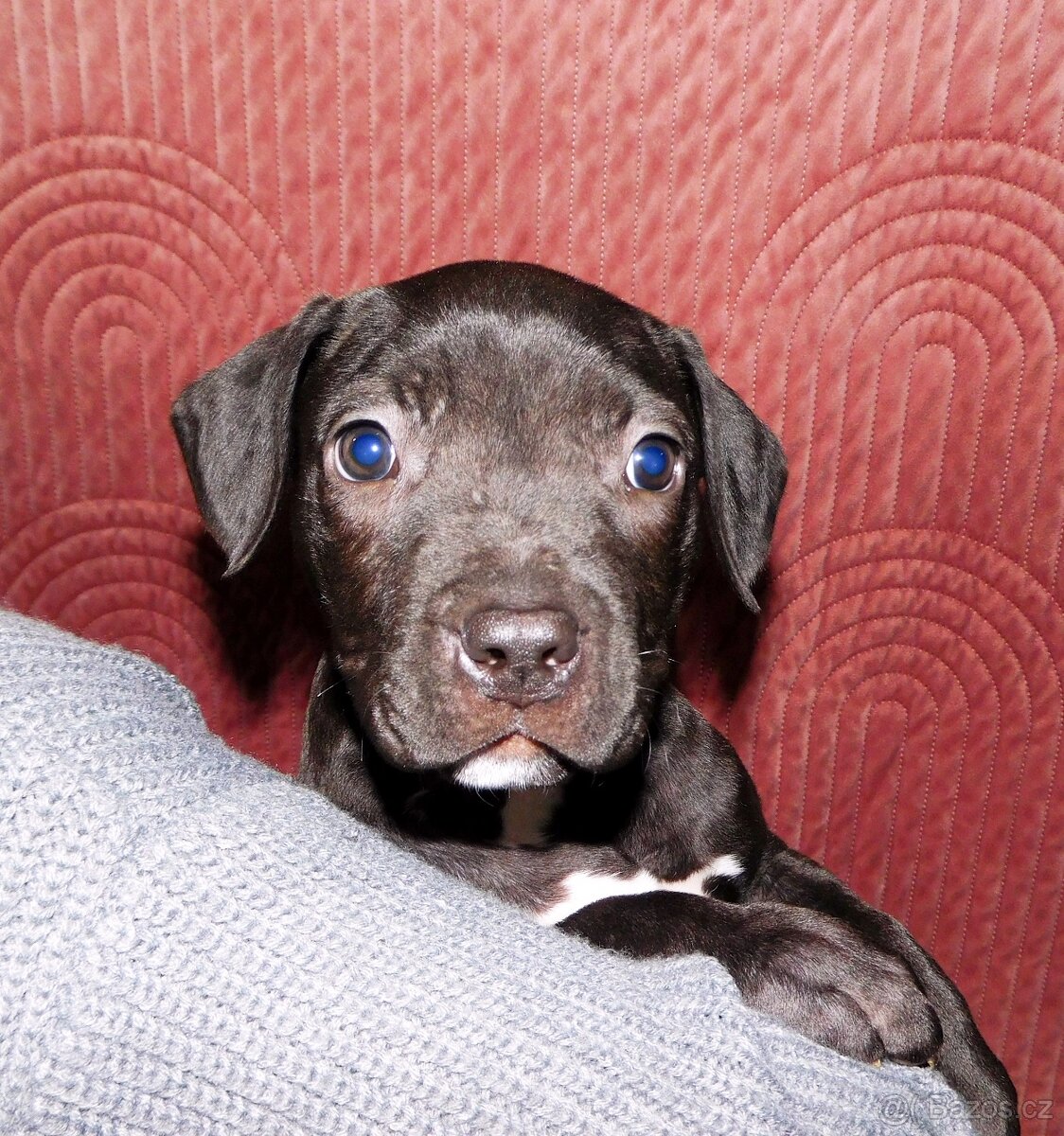 Štěňata American Bully xxl - Bloodline DDK9 - 5