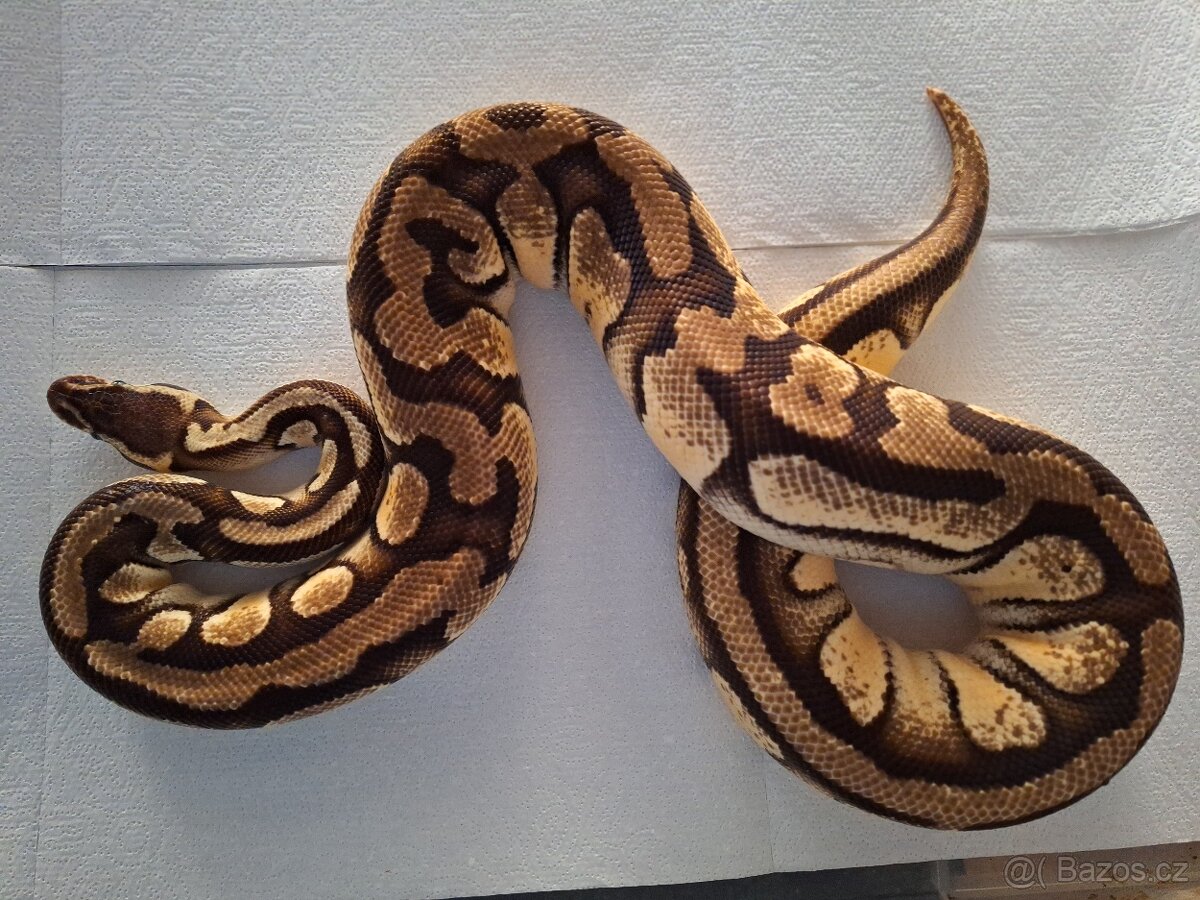 Krajta královská - 5