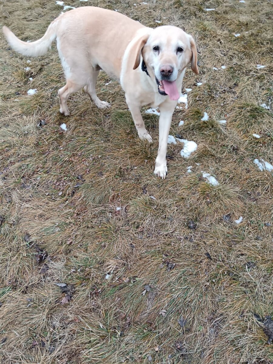 Daruji fenku labradorky - 5