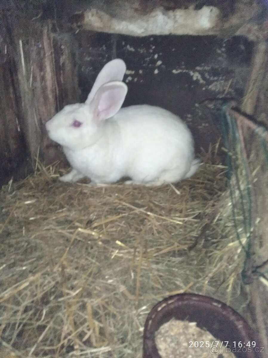 Francouzska hyla - 5