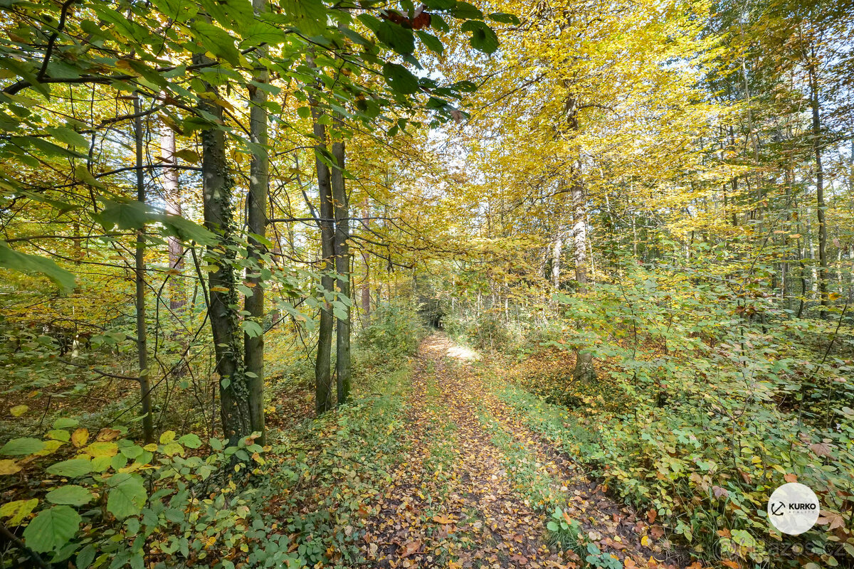 Prodej lesa 29 217m² - 5