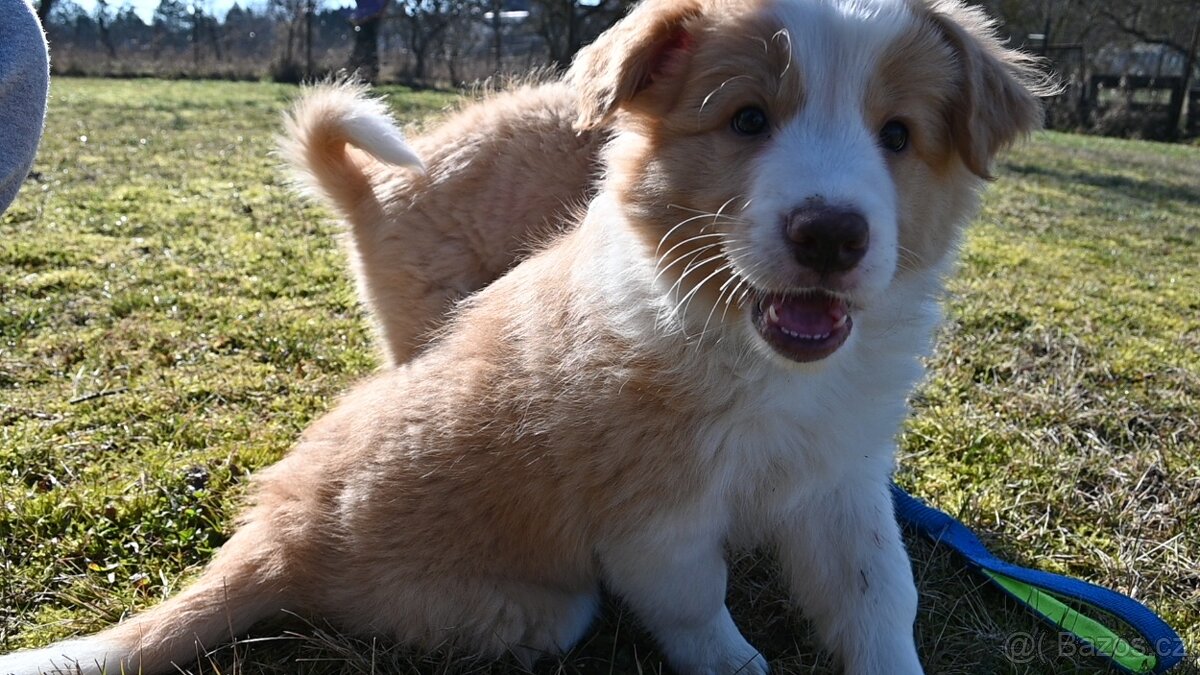 Border Collie / Border Kólia s PP - 5