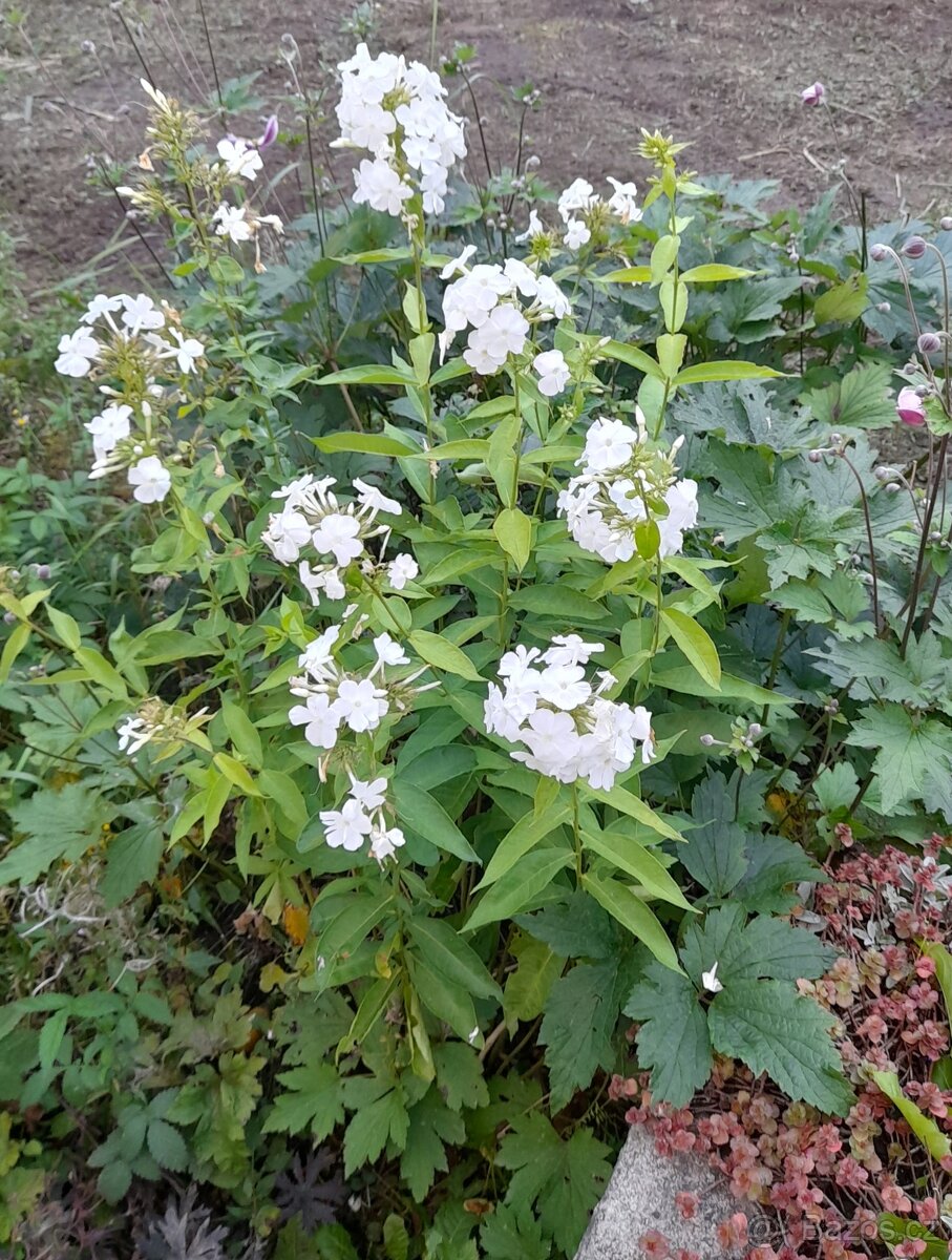 Flox, plamenka latnatá 3 druhy - 5