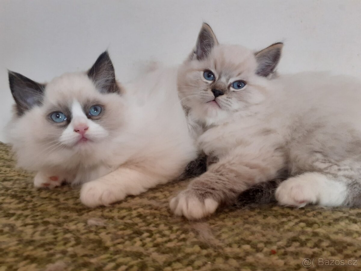 Kocour Ragdoll ke krytí - 5