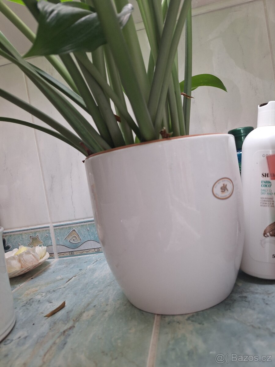 Vzrostlá eucharis amazonica - 5