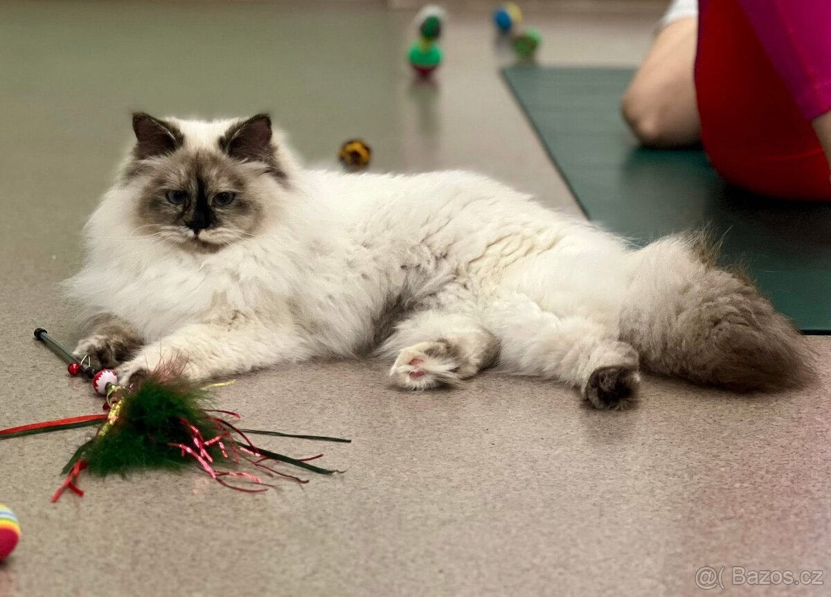 KOŤÁTKO NĚVSKÁ MAŠKARÁDA S PP - 5