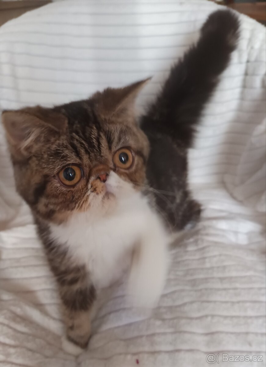 Perská a exotická koťátka s Pp - 5