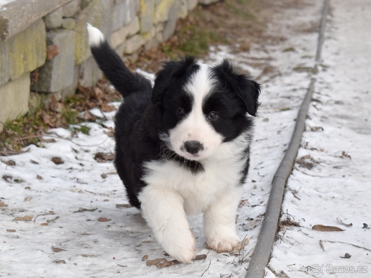 Border kolie s PP - 5