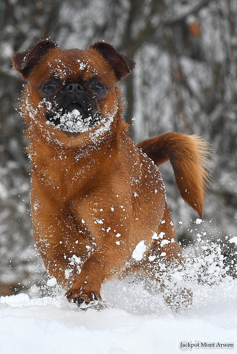 brabantík - štěňata s pp - fena - 5