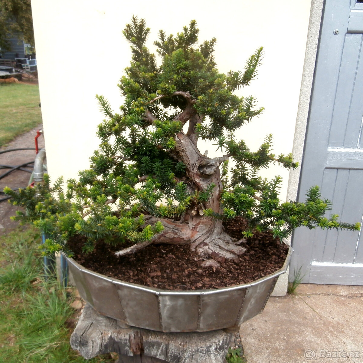 Bonsaj - Tis červený, Taxus baccata - 5