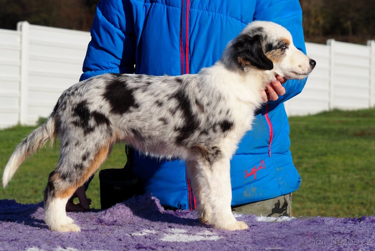 Miniatúrní americký ovčák s PP- s rodokmeňom - 5