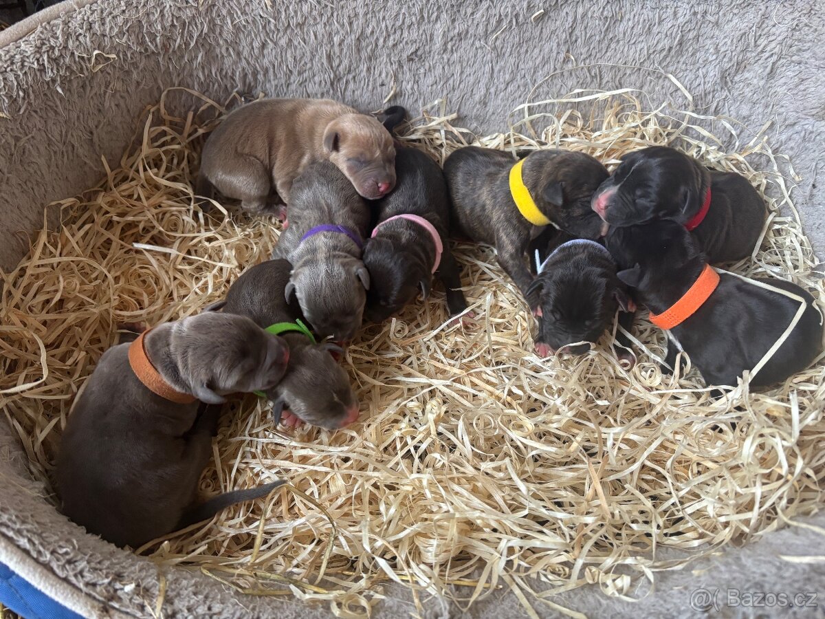 Americký stafordsirsky terier, Stafford, amstaf - 5