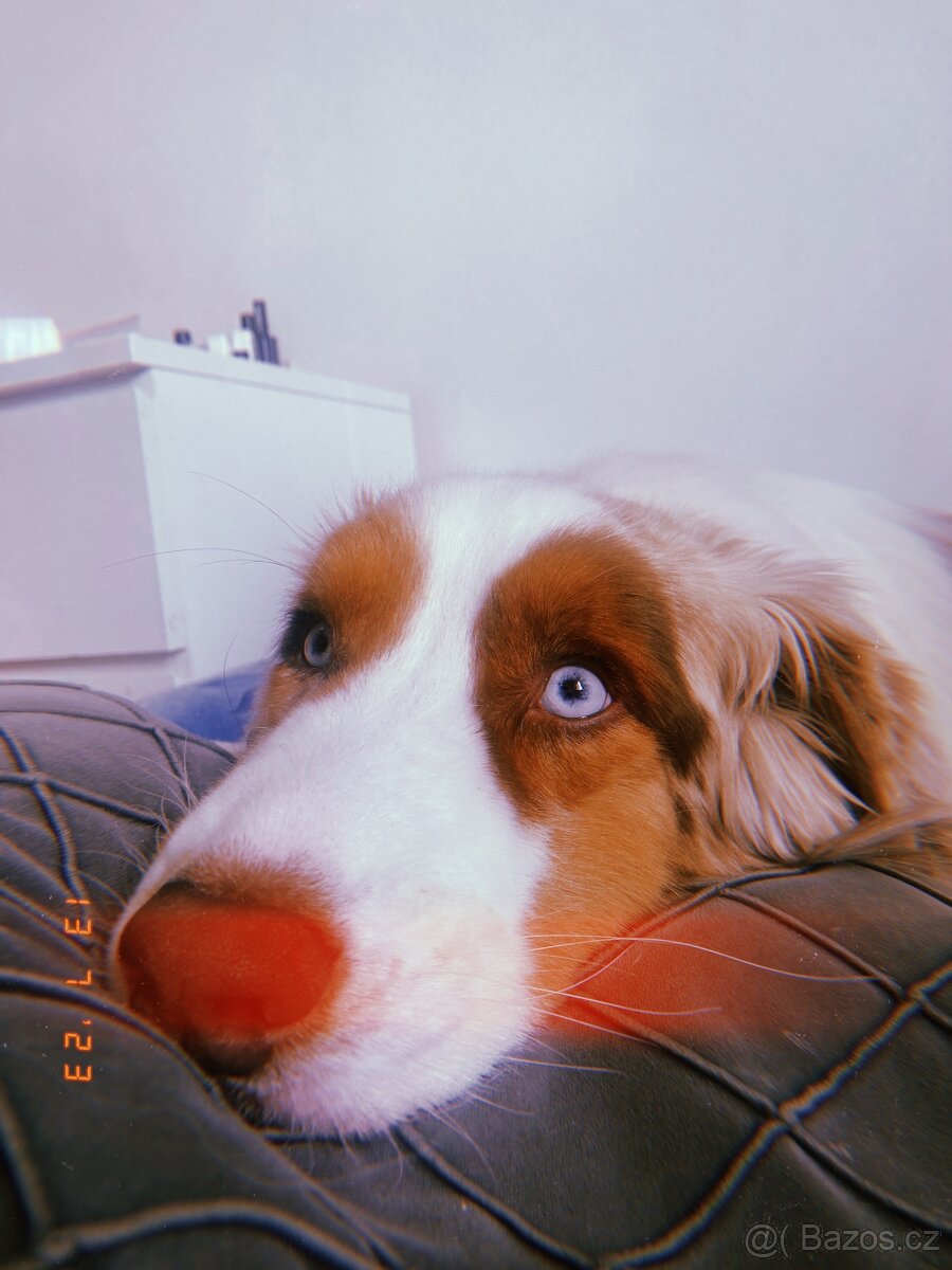 Australský ovčák ke krytí - 5