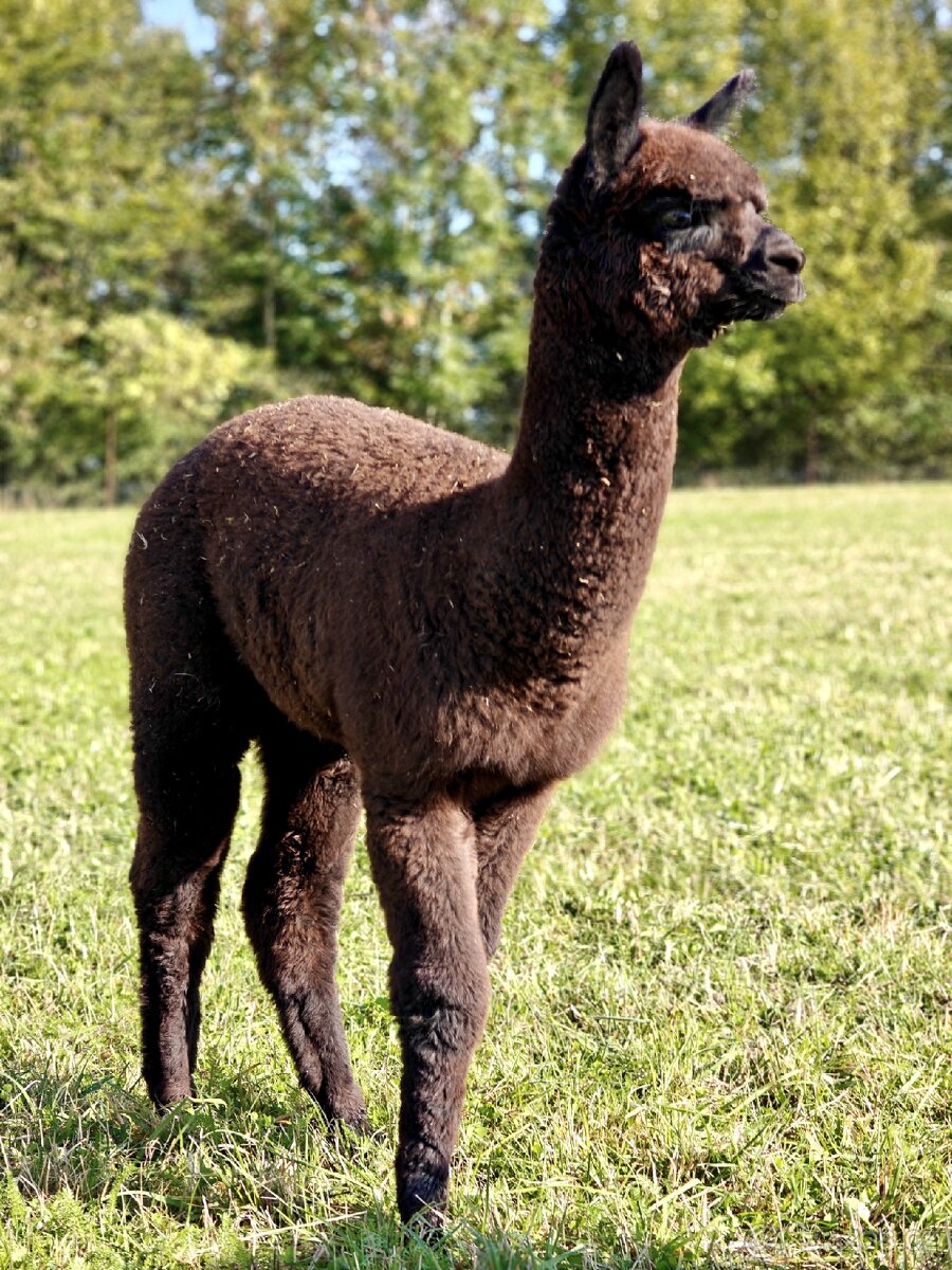 Černý alpačí sameček - 5