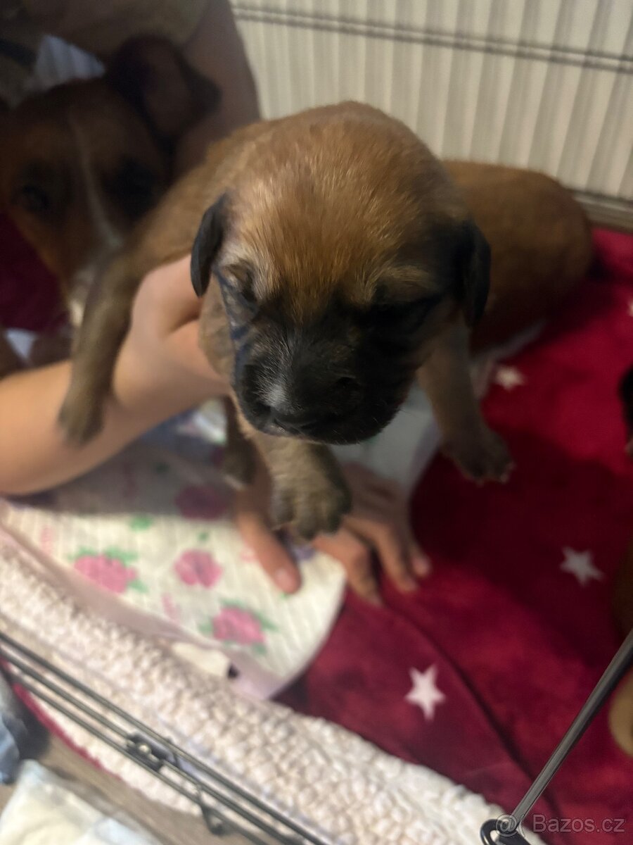 Krásná křížená štěňátka - 5