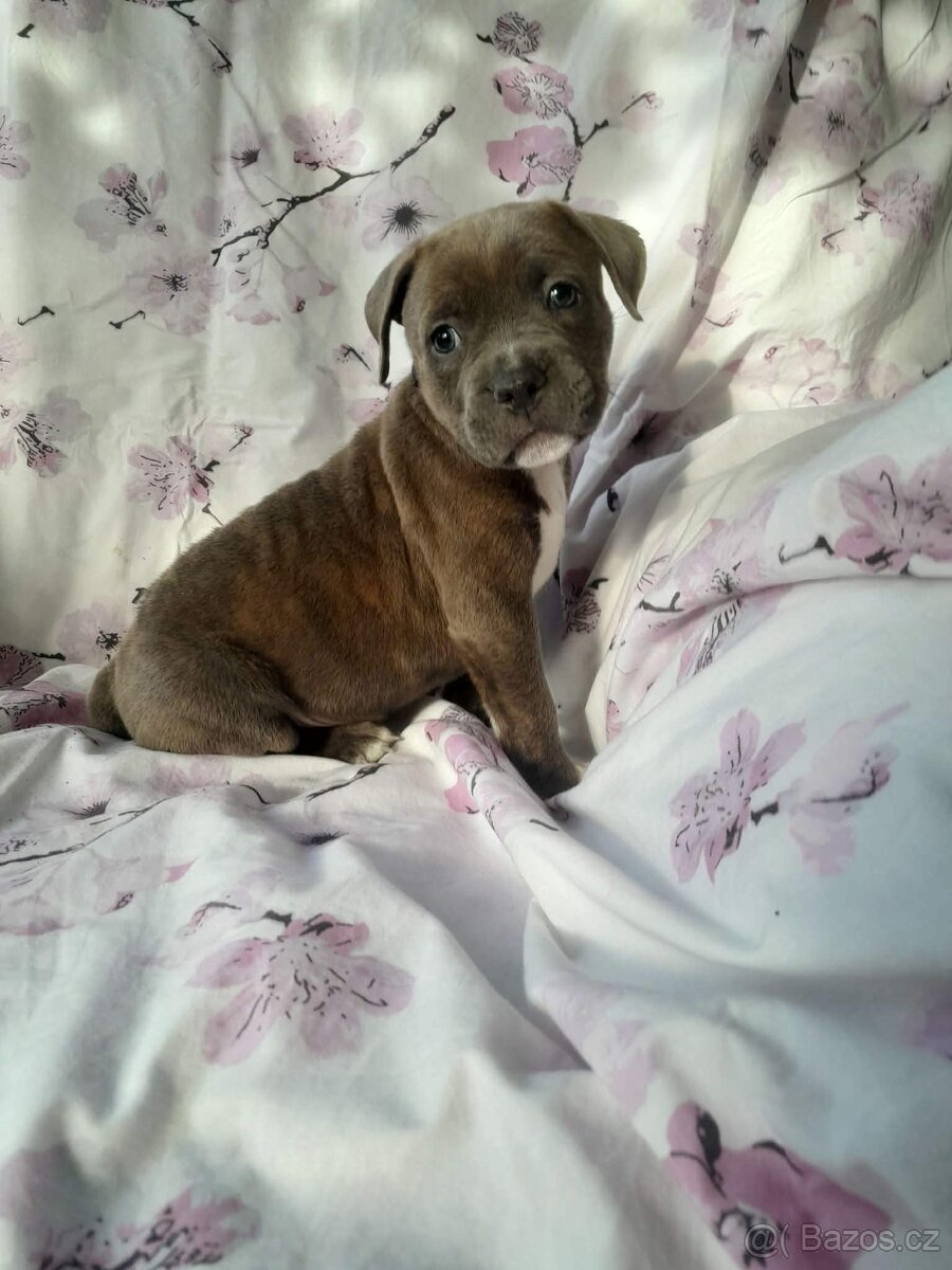 Stafordšírský bulteriér - 5