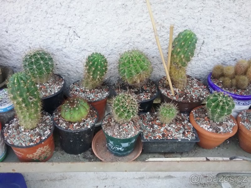 Prodám kaktusy - 5