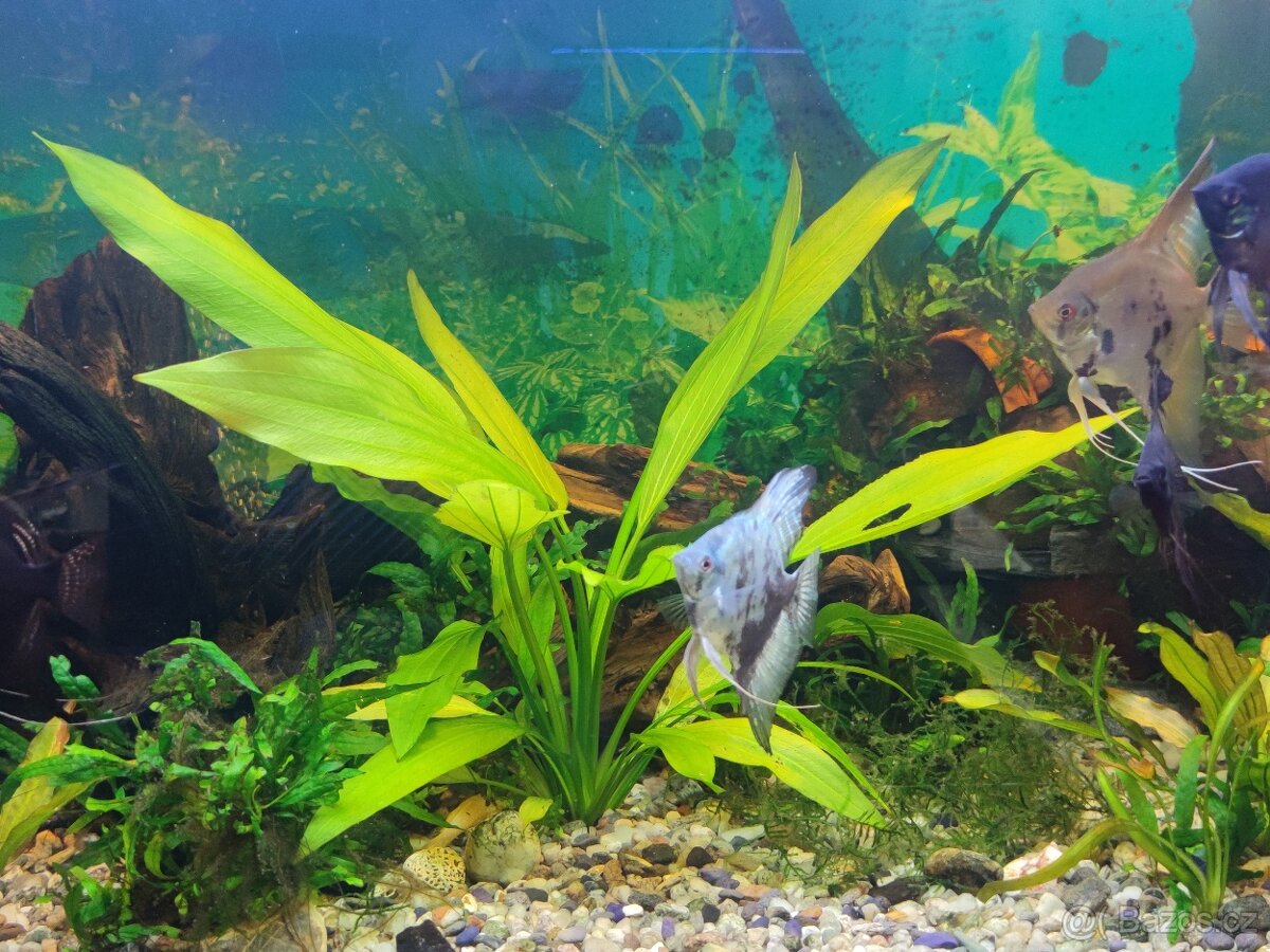 Akvarijní osvětlení podpora růstu rostlin modro bílé - 5