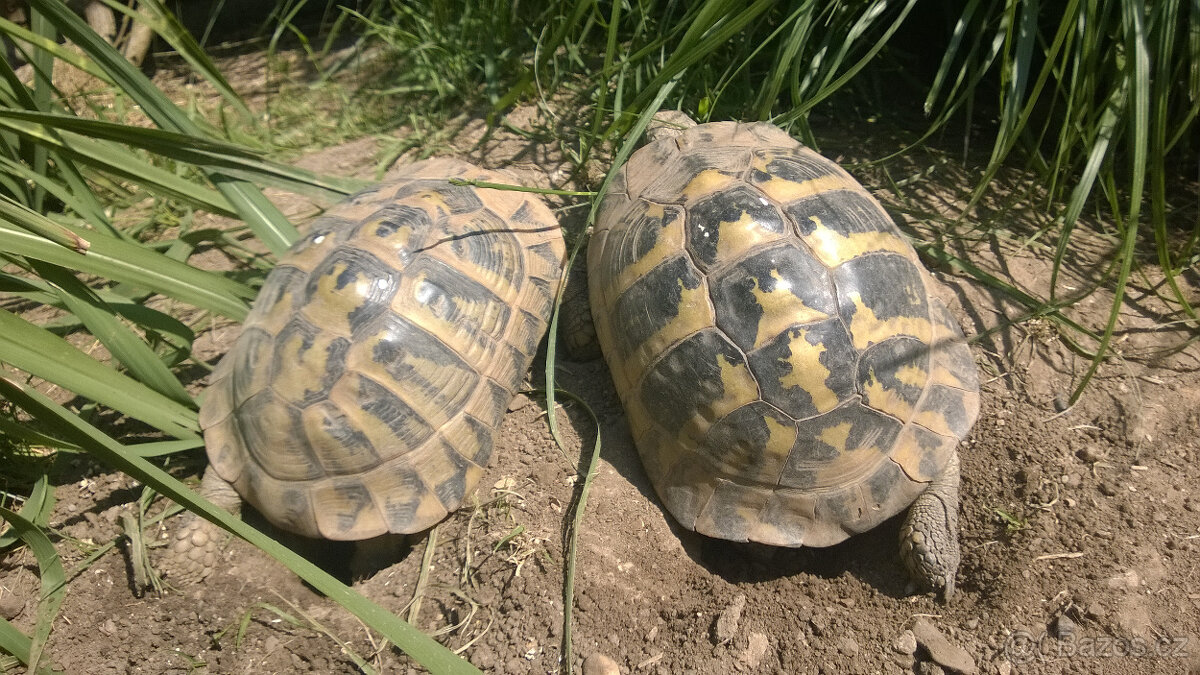 želva zelenavá a vroubená - vitální mláďata - 5