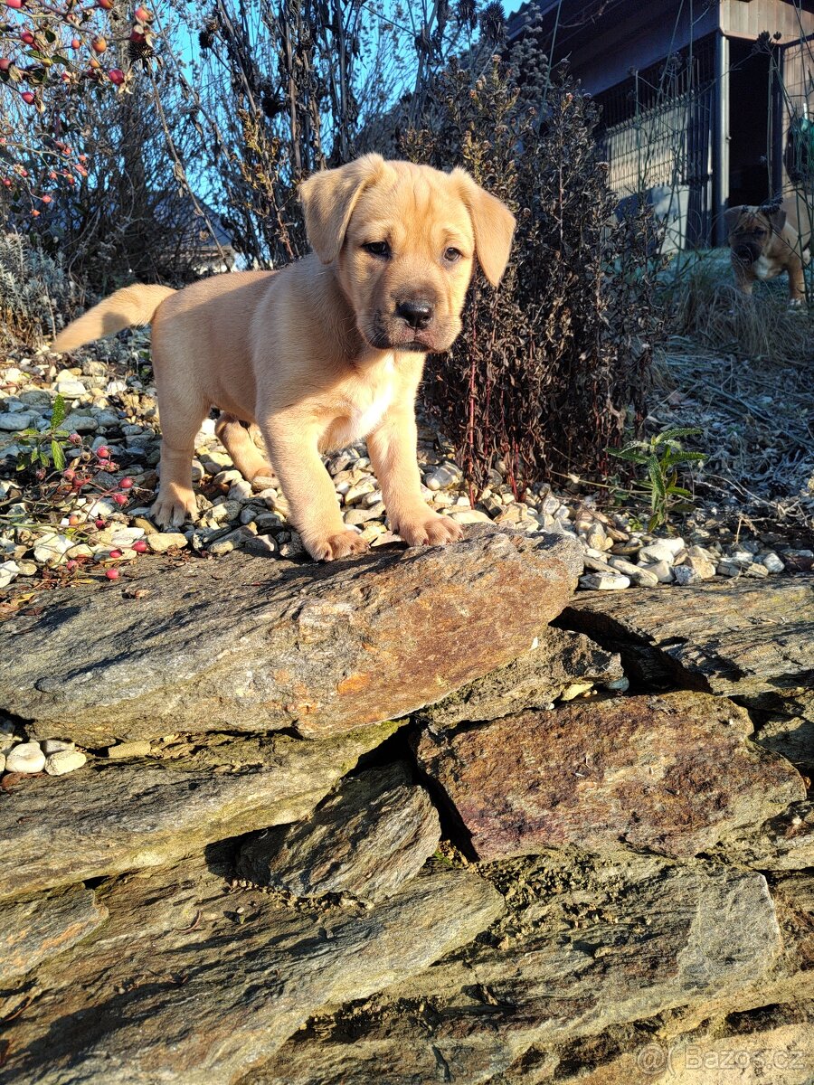 Štěňata kříženci - 5