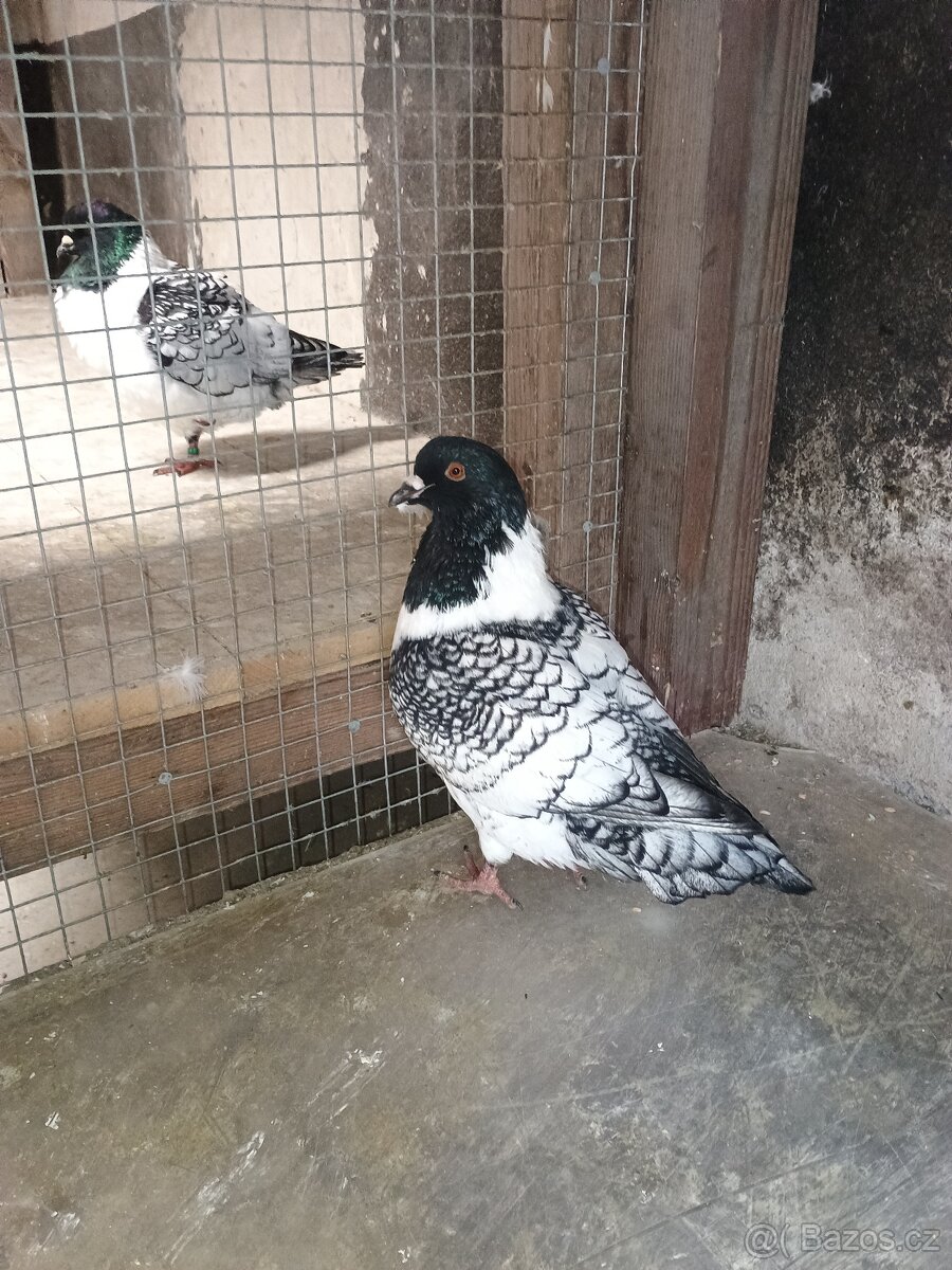 Prodám holuba mor.pštrosa - 5