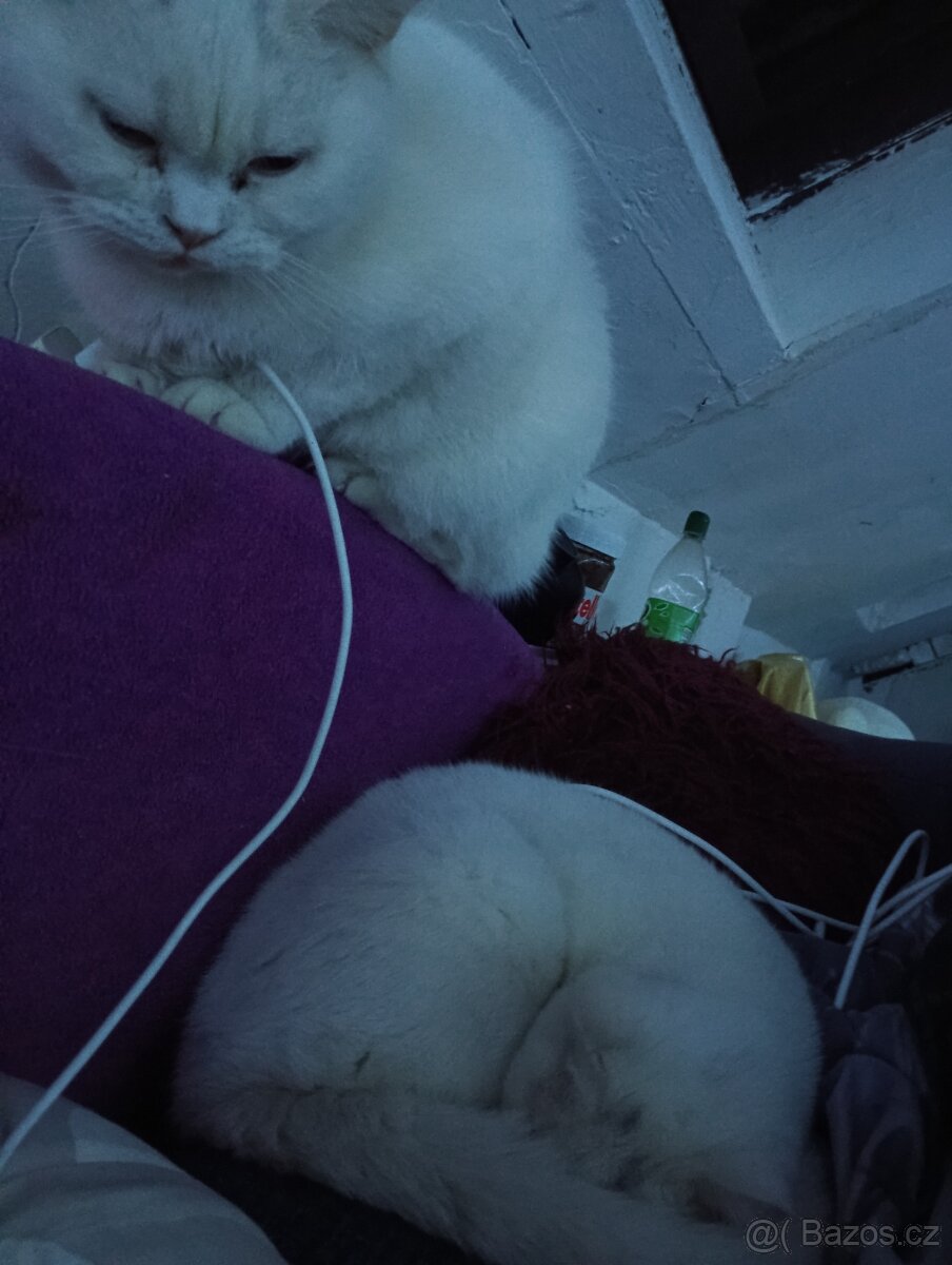 Prodám dva britský kocouři - 5