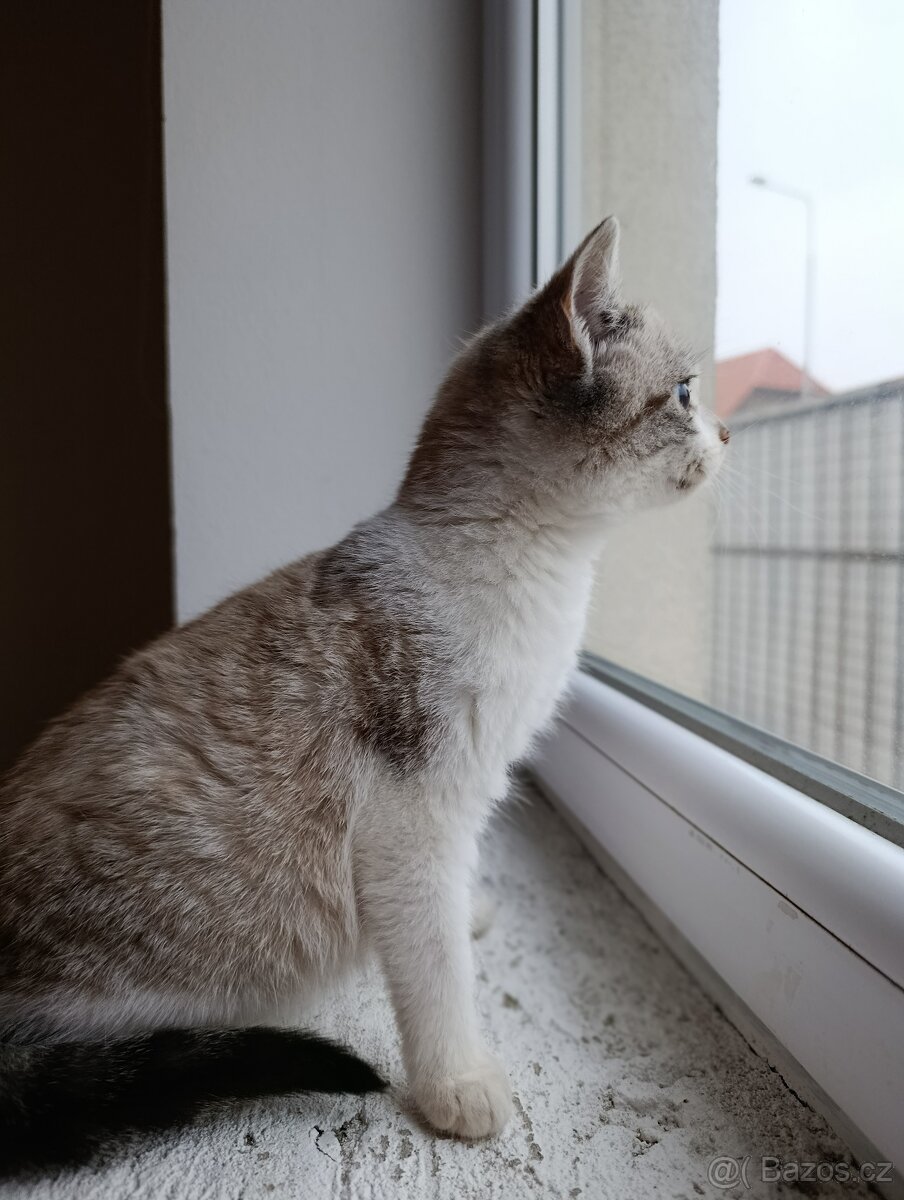 Koťátko kočička ragdoll x - 5