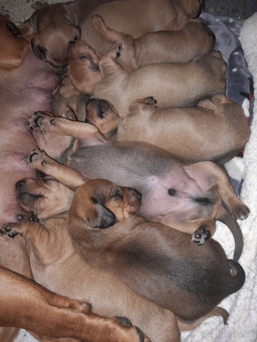 Jezevčík hladkosrstý standart - 5