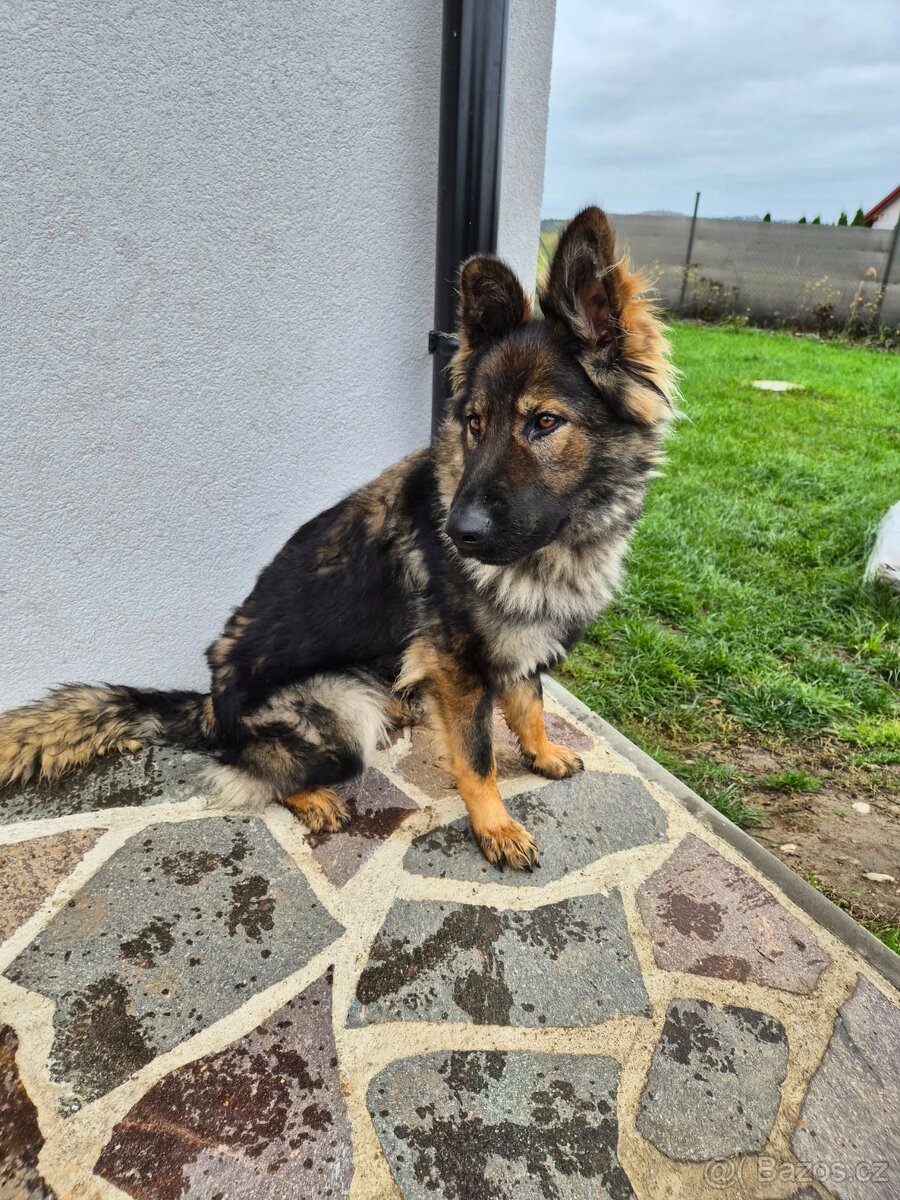 Německý ovčák s PP - 5