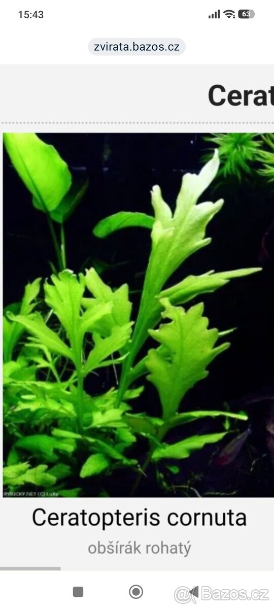 Akvarijní rostliny Obšírák Rohatý - 5