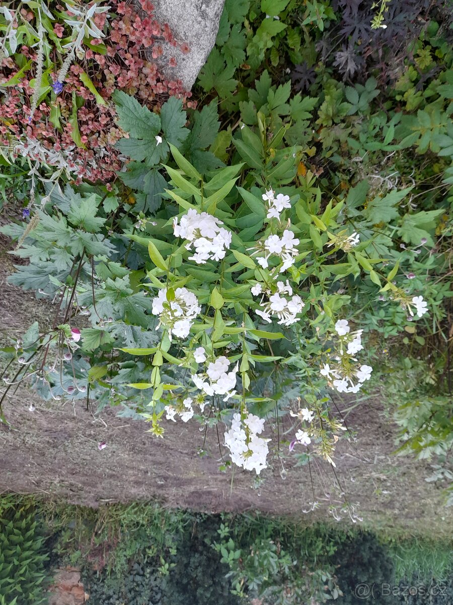 Floxy více kultivarů - 5