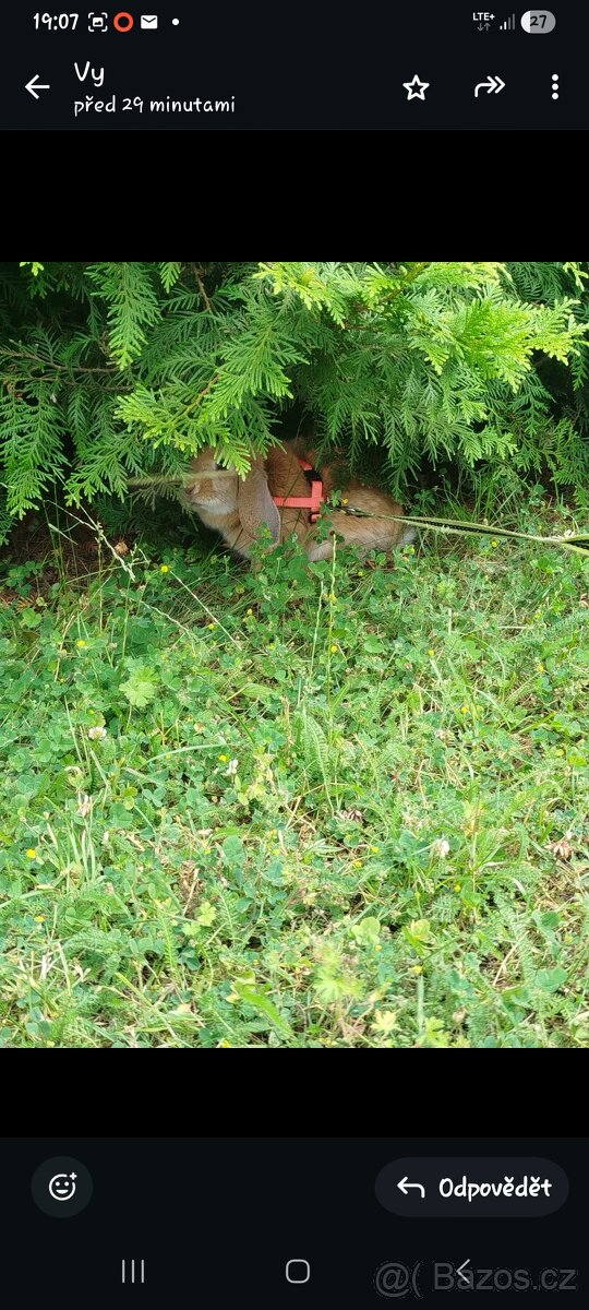 Zakrsly králík - 5