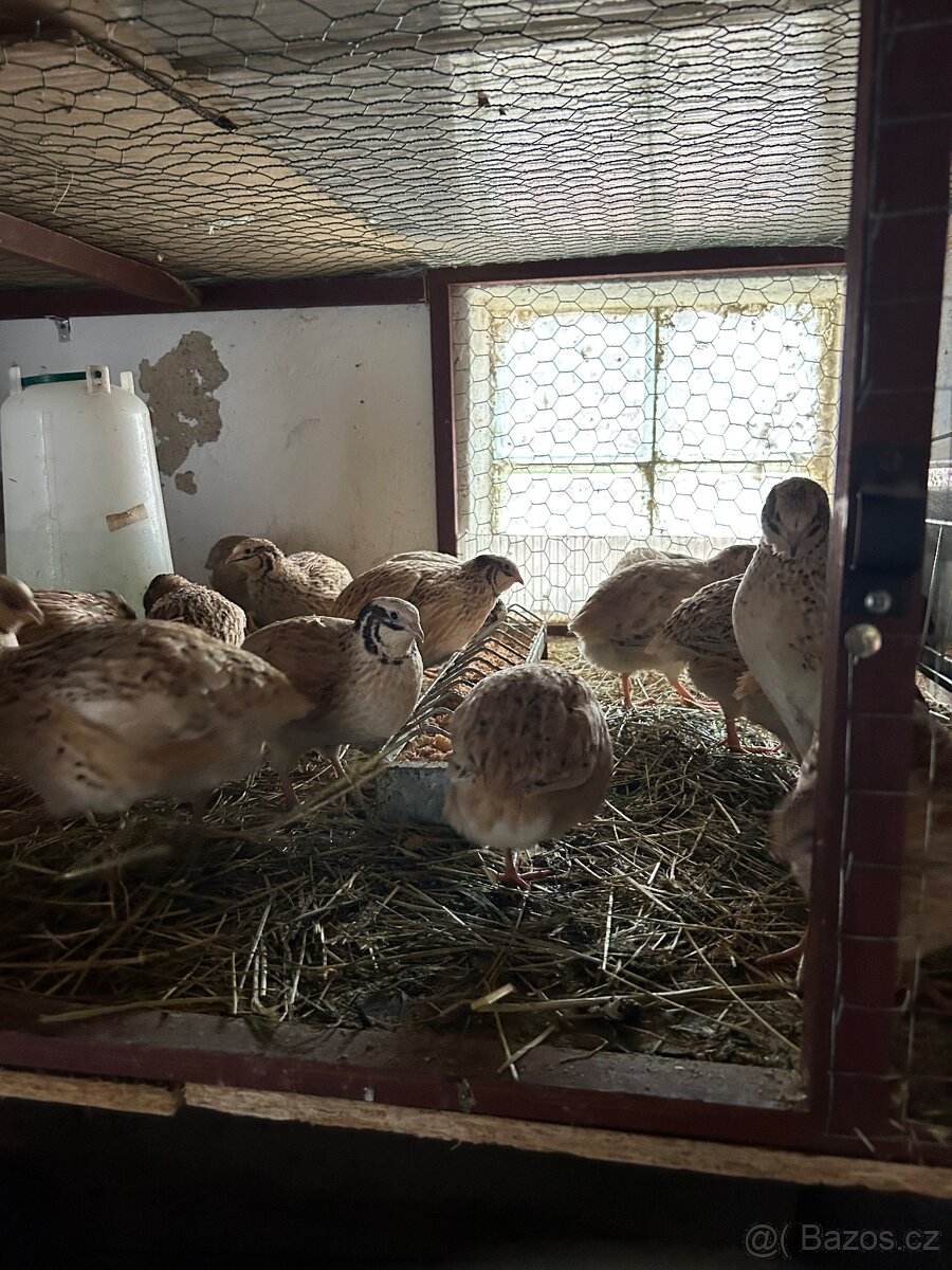 Křepelčí vejce - 5