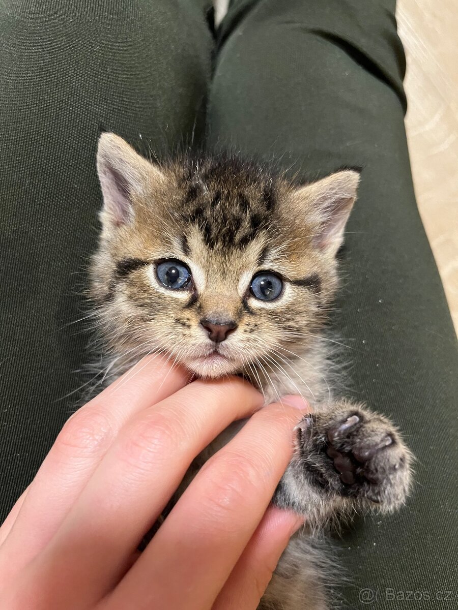 Daruji nalezená koťátka - 5
