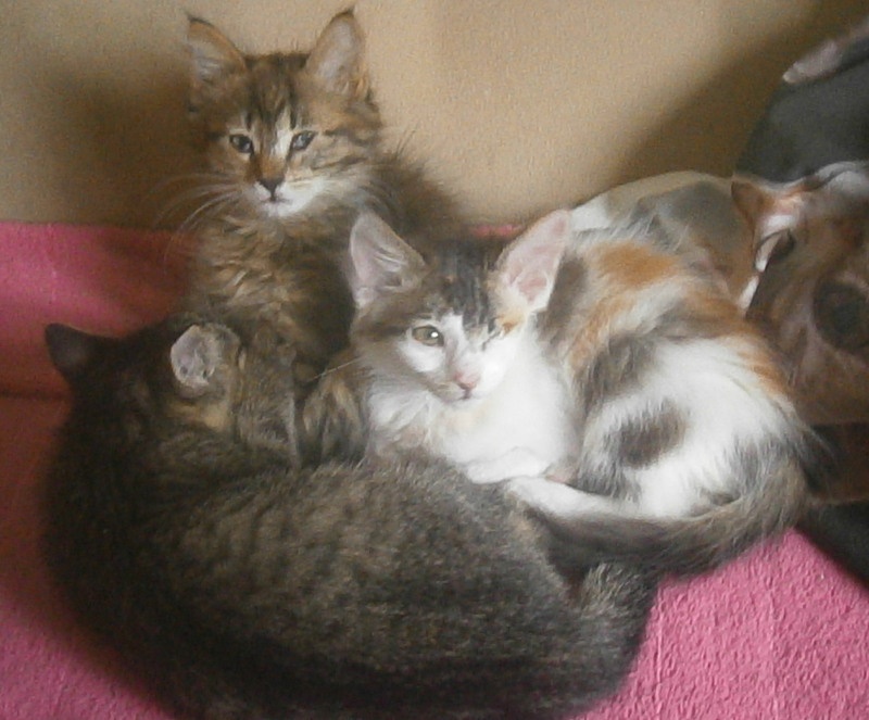 Dlouhosrstá světlá 3barevná Lucinka, 3měsíční kočička - 5