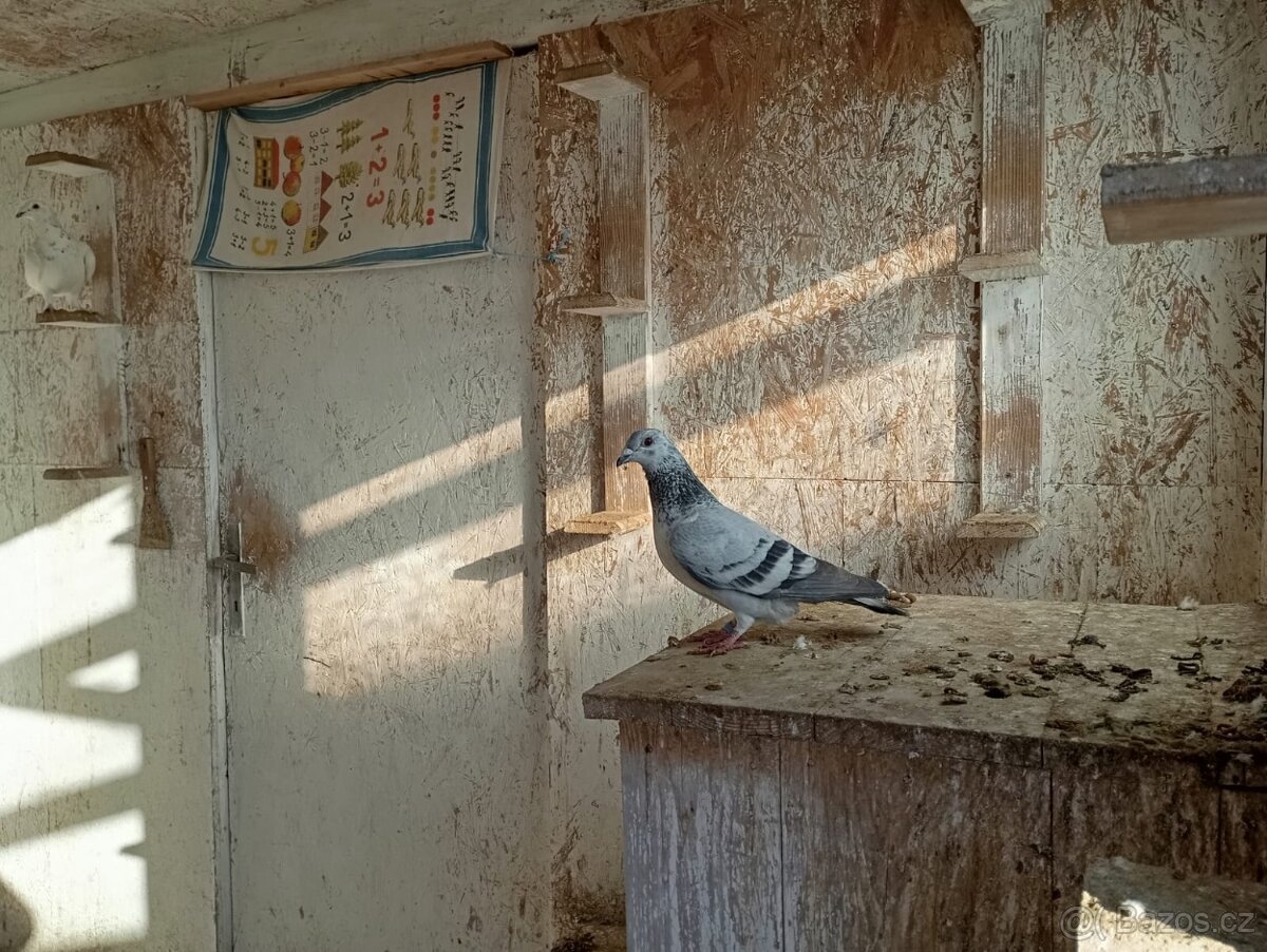 Poštovní holubi - 5