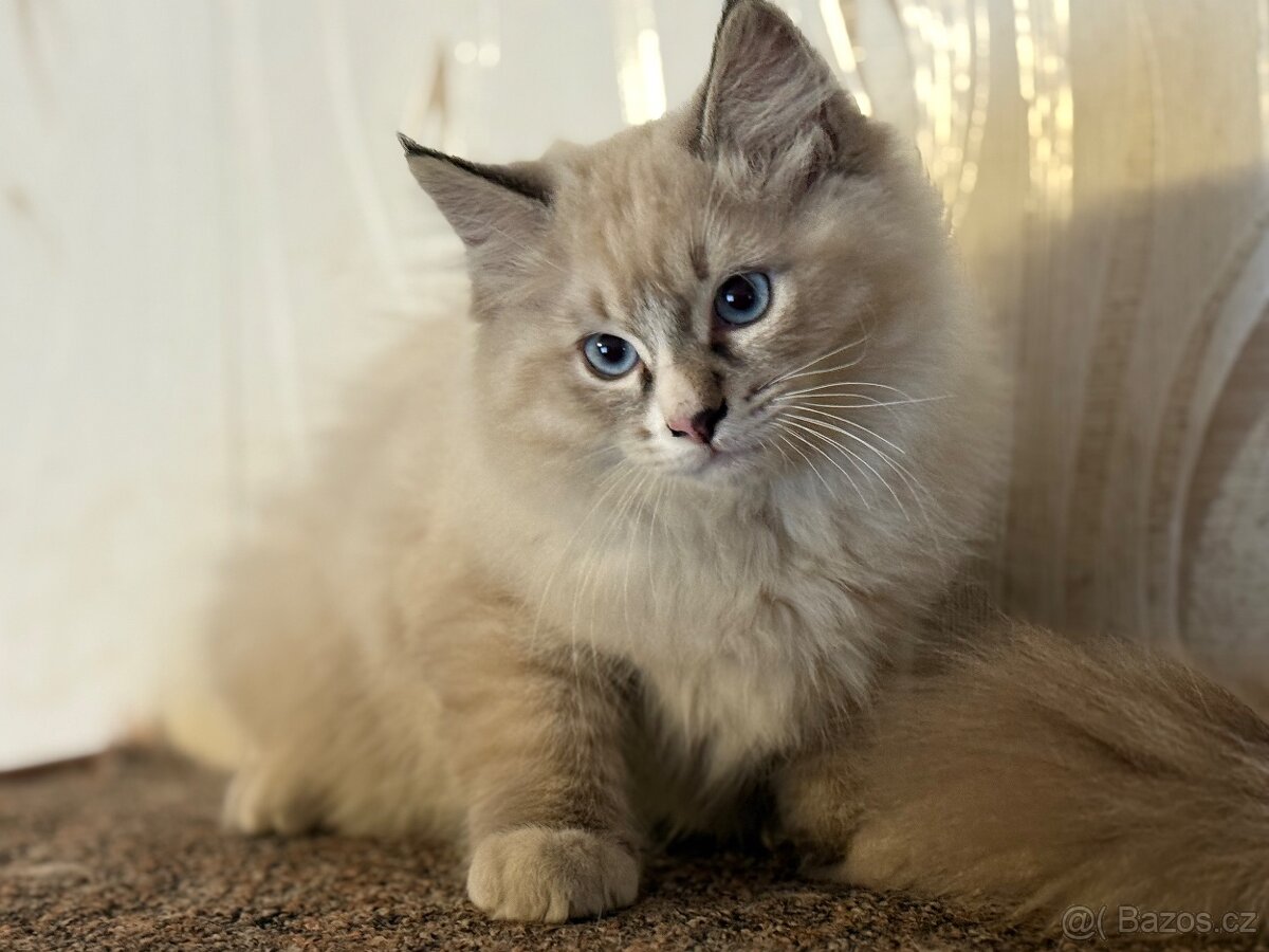 Koťata plemene RAGDOLL - 5