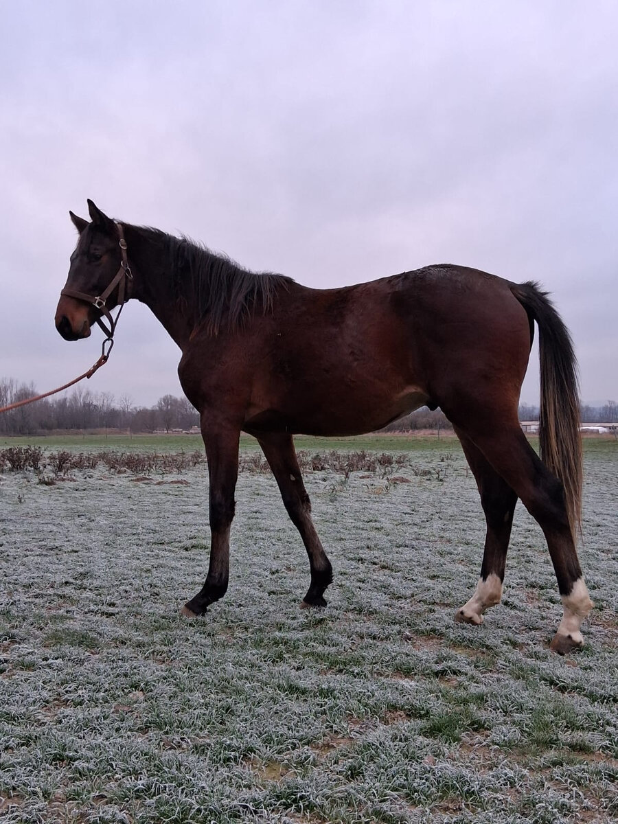 Valach po Compagnero R.S. - 5