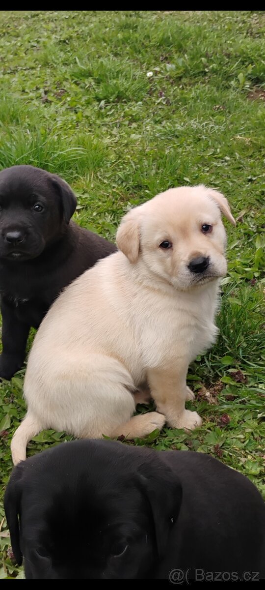 Štěňata labradora - 5