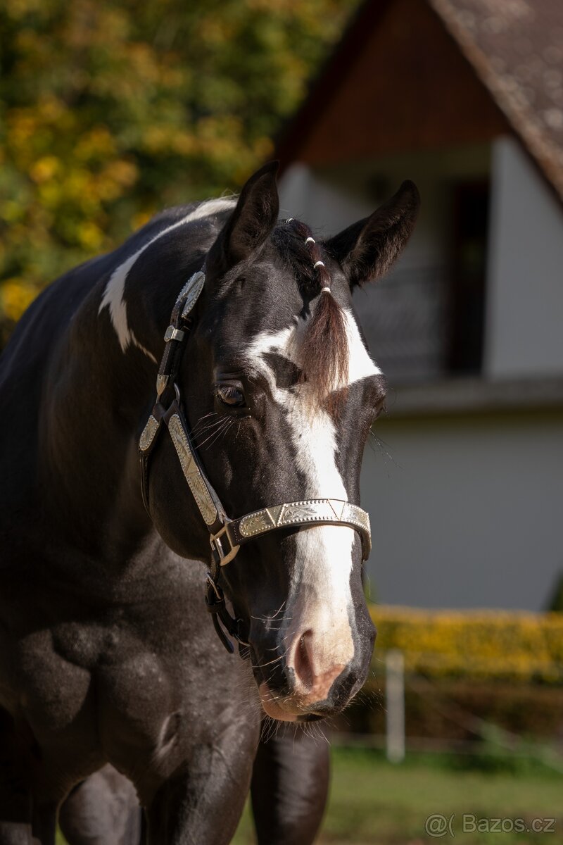 Připouštění APH Black Overo hřebcem - 5