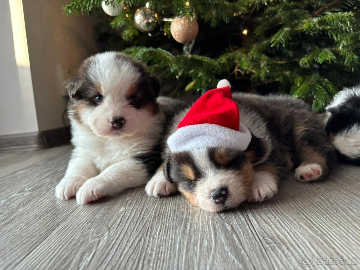 Australský ovčák s PP - 5