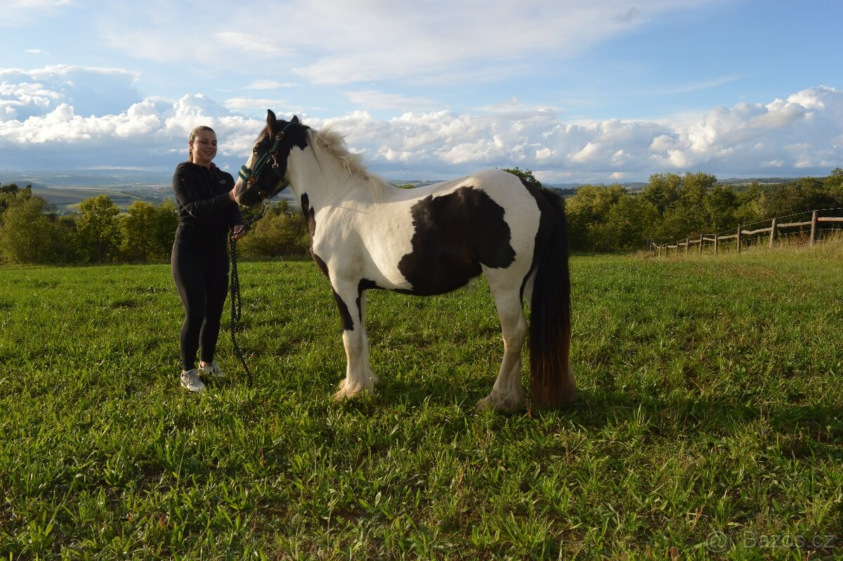 Prodej Irského Coba - 5