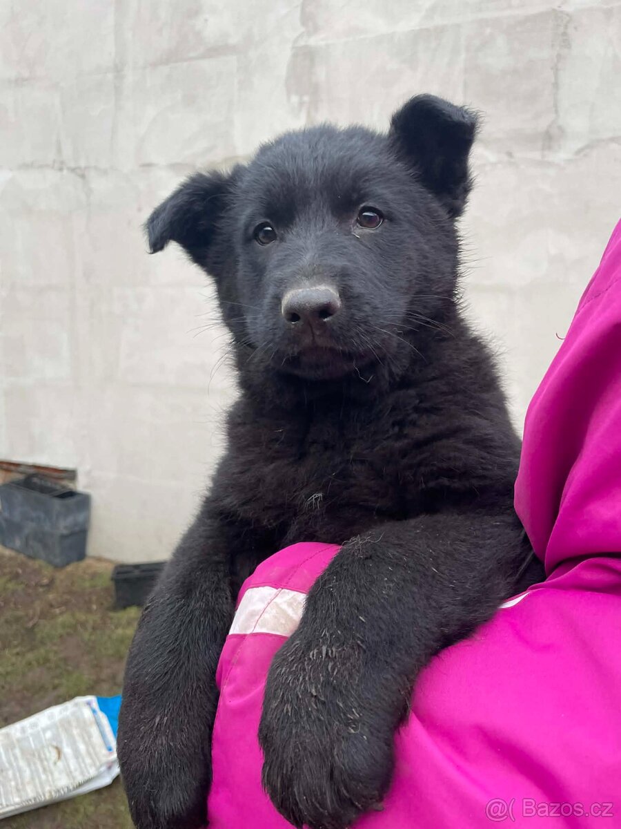 prodám štěňata Německého ovčáka s PP - 5