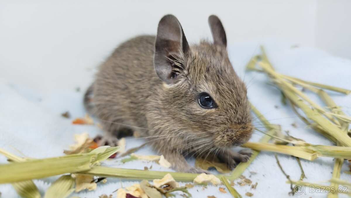 Osmák degu, Osmáci- SAMEČEK - 5
