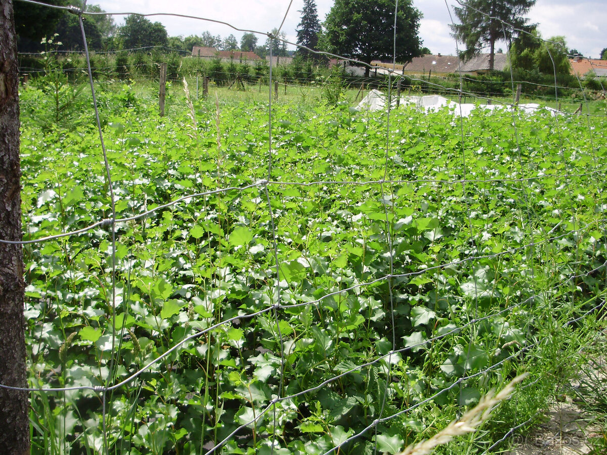 Japonský J-105, Italský af2 topol sazenice - 5