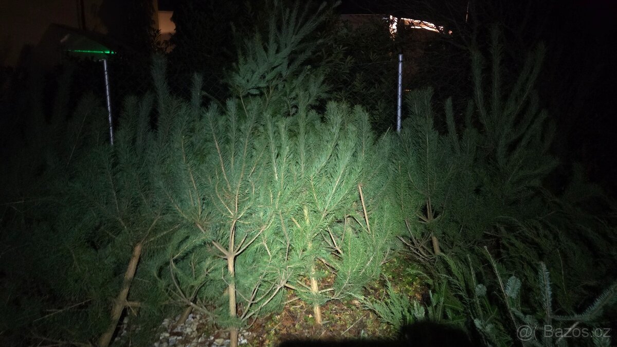 Vanoční smrky, borovice, douglasky - 5