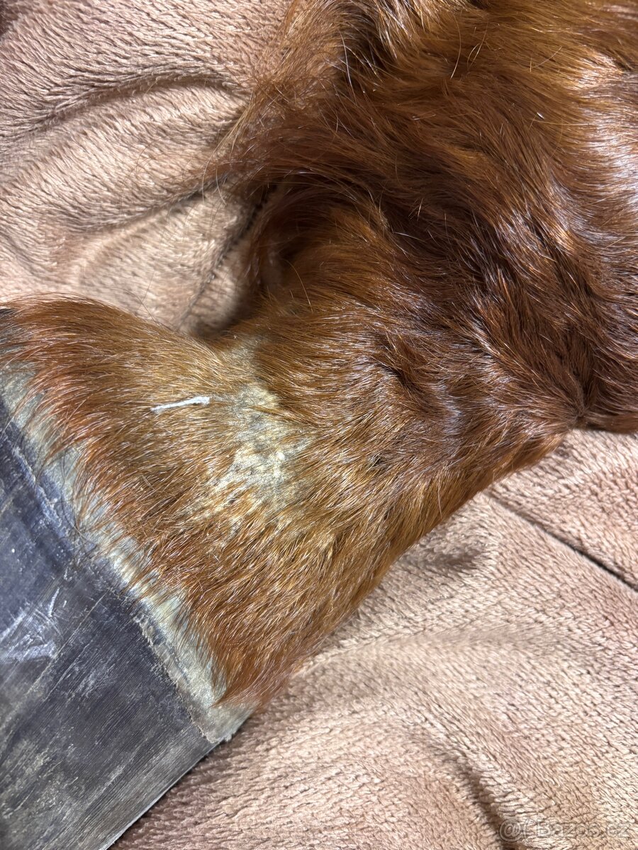 Anatomický model - koňská končetina - 5