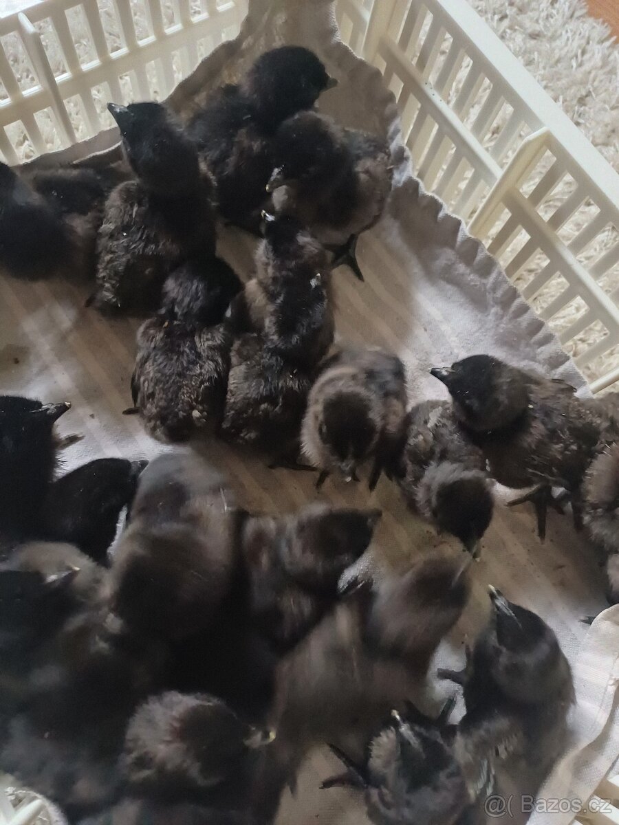 Prodám kuřátka - 5
